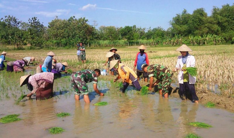 Sukseskan Program Swa Sembada Pangan, Ramil Pamotan Terjun Ke Sawah